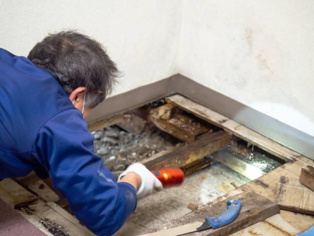Best Crawl Space Mold Remediation in Bryan, TX