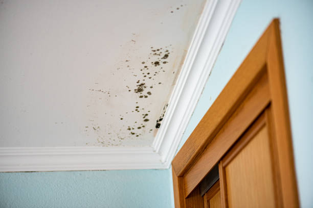 Best Basement Mold Remediation in Bryan, TX