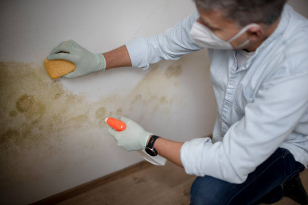 Best DIY Mold Remediation Support Services in Bryan, TX