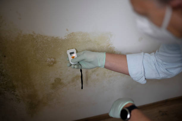 Best Emergency Mold Remediation in Bryan, TX