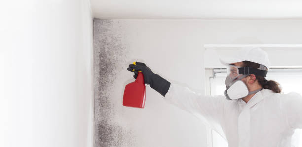 Reliable Bryan, TX Mold Remediation Solutions