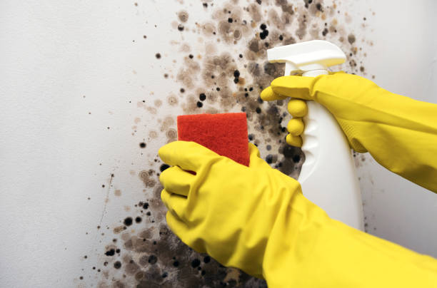Best Black Mold Remediation in Bryan, TX
