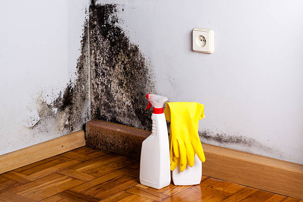 Best Preventive Mold Services in Bryan, TX