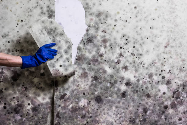 Best Mold Remediation for Specific Building Types in Bryan, TX