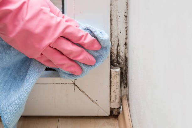 Best Localized Mold Remediation (e.g., coastal areas, humid climates) in Bryan, TX