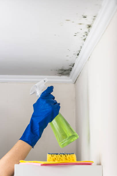 Best Mold Remediation for Schools in Bryan, TX